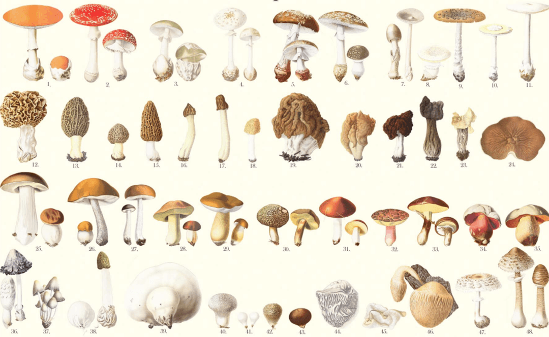 shrooms